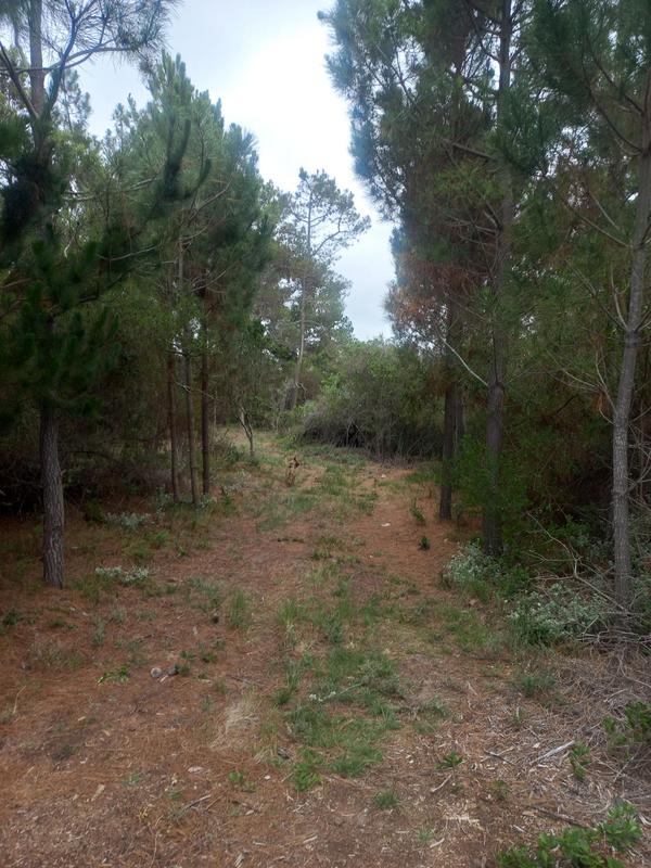 2 Bedroom Property for Sale in Wilderness Western Cape